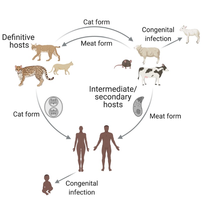 Major routes of animal and human infection with Toxoplasma gondii