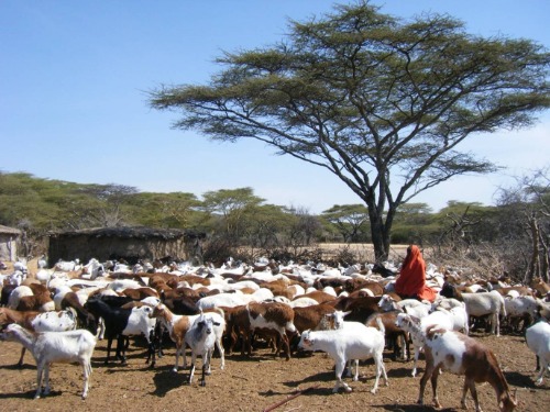 Herd in Tanzania