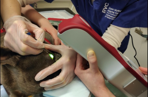CXL procedure in a lightly sedated patient