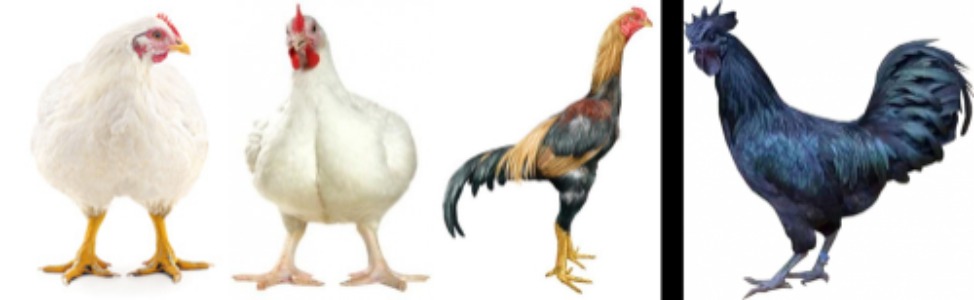 Chicken Breeds