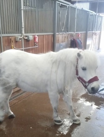15 year old Shetland pony with laminitis.