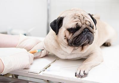 Neurology of brachycephalic dog breeds
