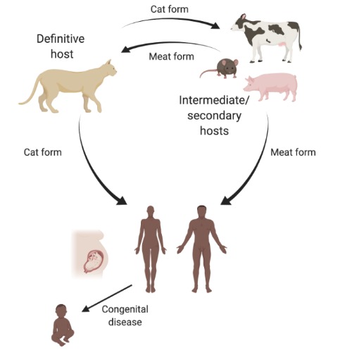 Parasite lifecycle