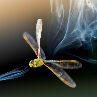A Green Darner dragonfly (Anax junius) deflects streaks of smoke as he flaps and twists his four powerful wings. He relies on large compound eyes to track and pursue insect prey.