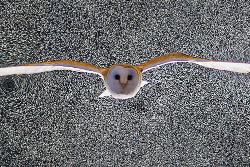 The Barn Owl moments after flying through an illuminated volume of helium-filled soap bubbles (white dots)