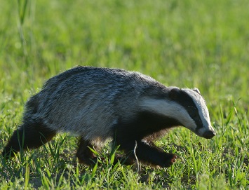 badger in grass field