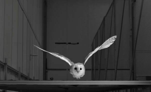 Barn owl in wind tunnel