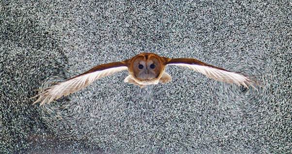 Barn owl in turbulence