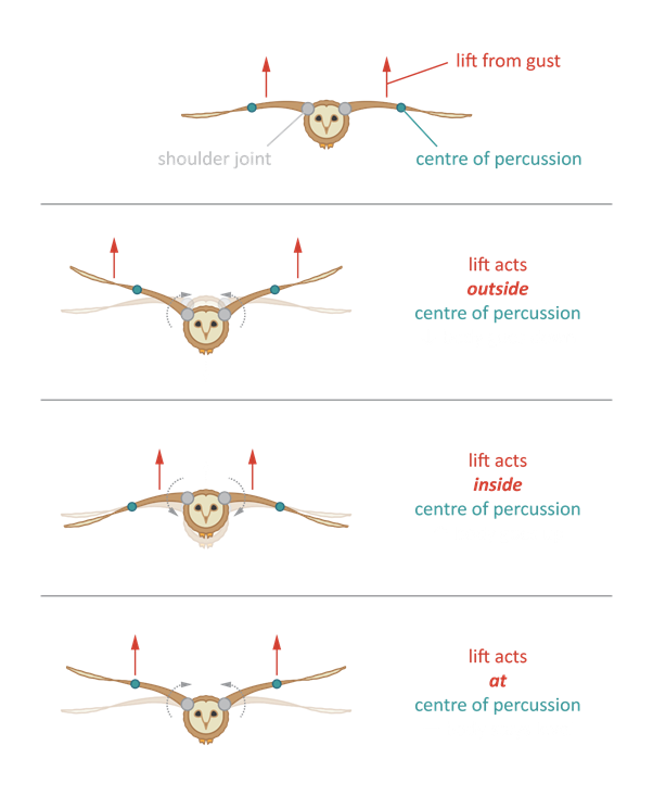 Illustration of how birds are able to fly in gusty conditions