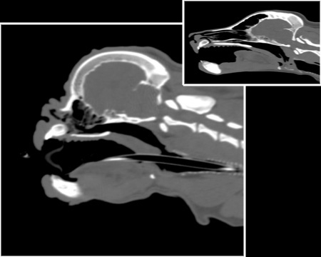 CT scans of dog heads
