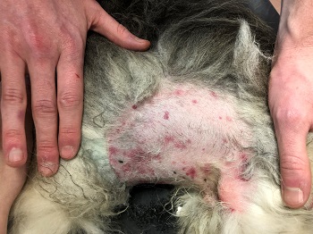 autoimmune disease in dogs skin rash