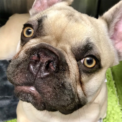 Brachycephalic syndrome surgery best sale cost