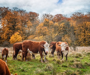 cattle outside woodland