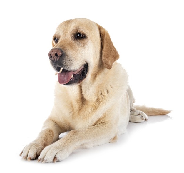Labrador Retrievers are predisposed to osteoarthritis and otitis externa. 