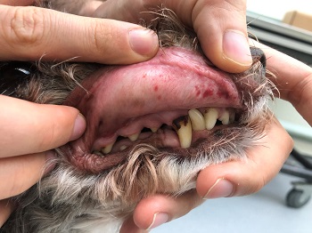 autoimmune disease in dogs mouth rash