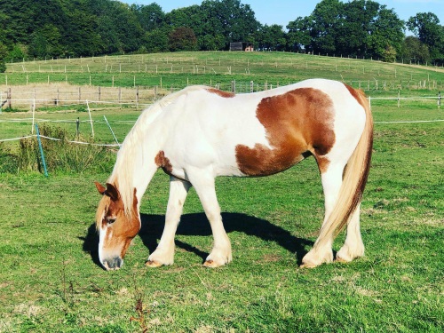 Horse grazing