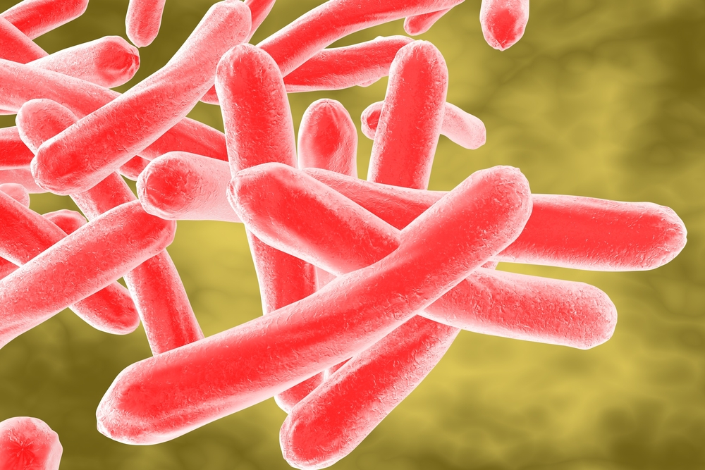 tuberculosis bacterium