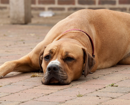 Canine dermatology