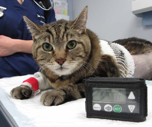 diabetes remission in cats