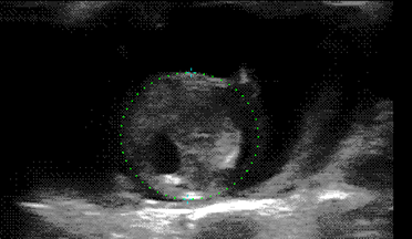 ultrasound scan of guinea pig foetus