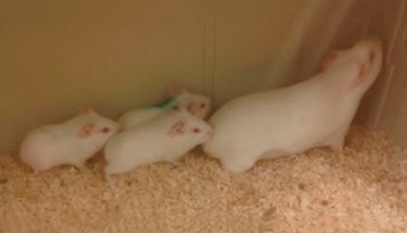 Three guinea pig pups with their mother