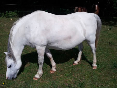 White pony grazing in a field