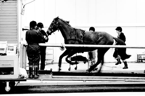 horse on a treadmill