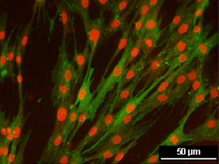 microscope view of stem cells