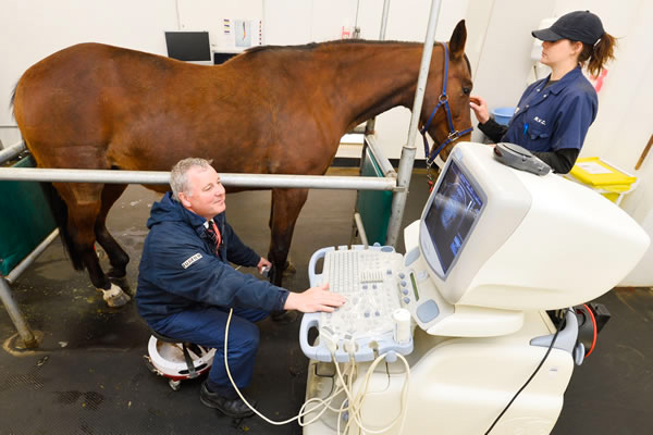 vet performing ultrasound scan on horse's leg