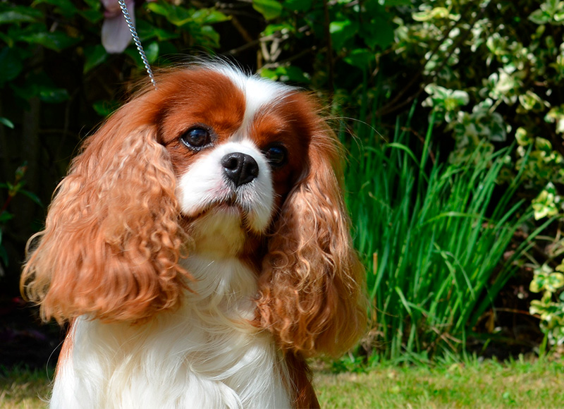 can a cavalier king charles spaniel go in public