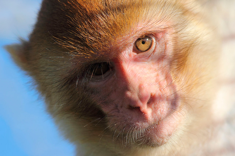 juvenile rhesus macaque