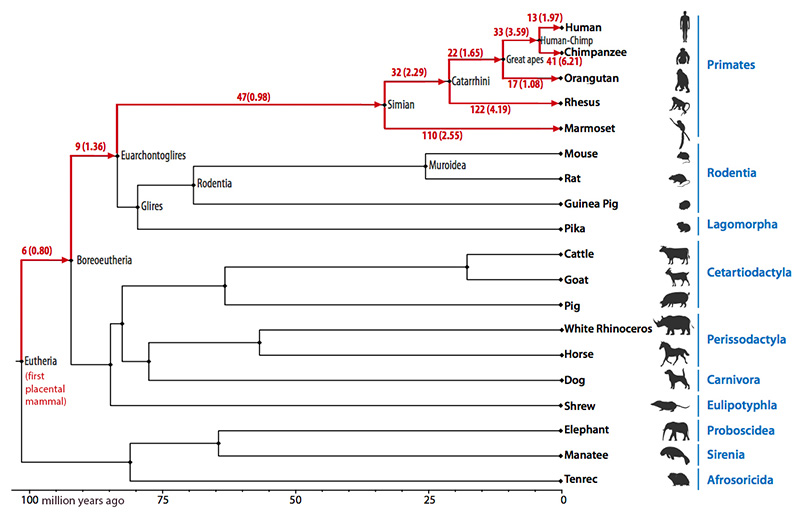 ancestral tree diagram