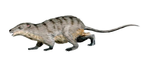 artist’s rendering of an early mammal ancestor