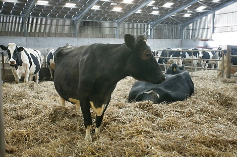 cattle inside shed