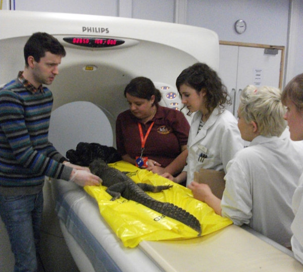 Dr Vivian Allen in the lab with crocodile specimen alongside fellow researchers