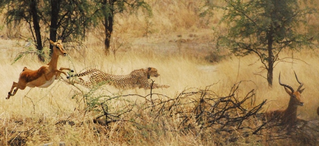 cheetah hunting impala