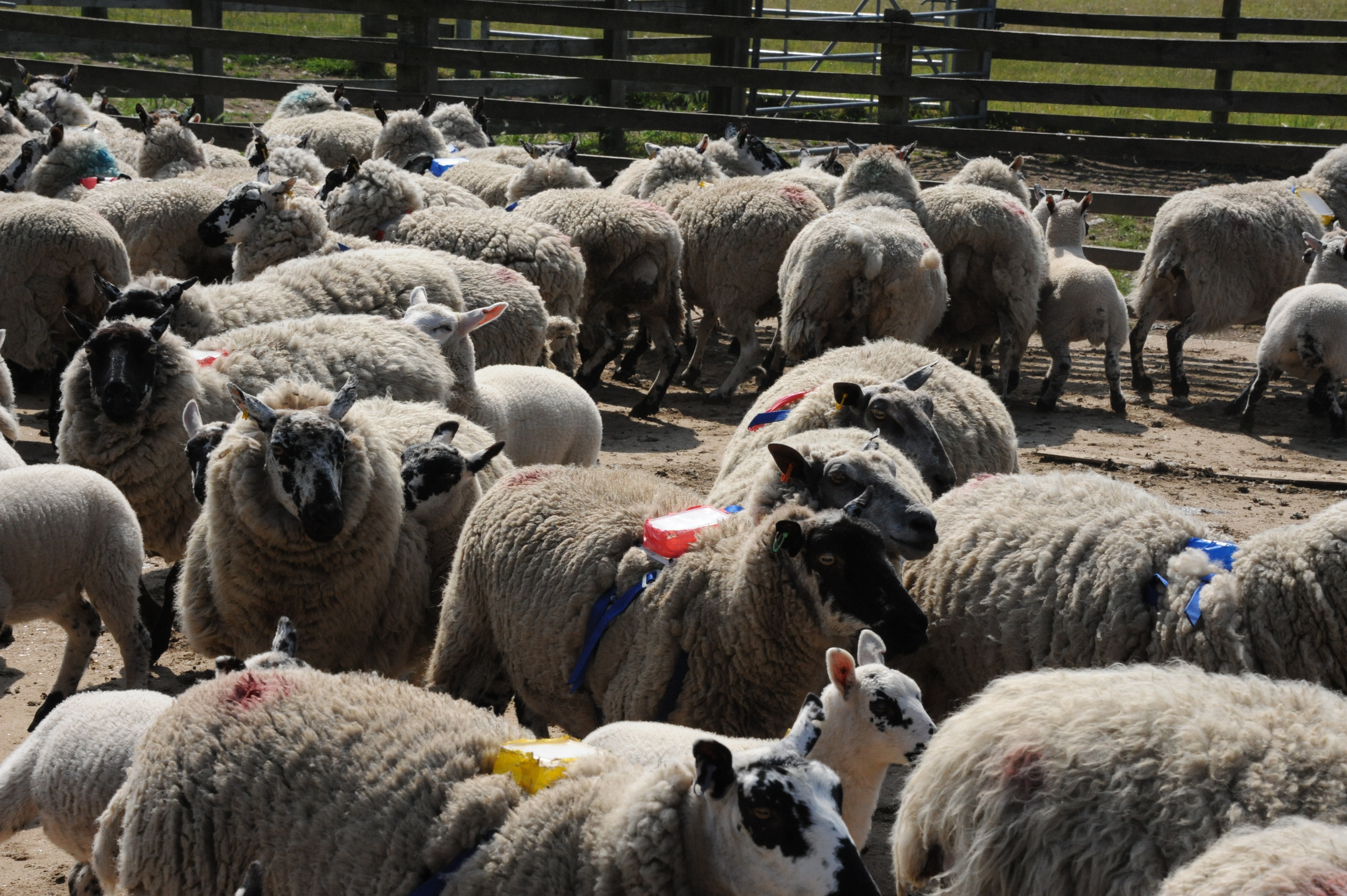 why do dogs herd sheep