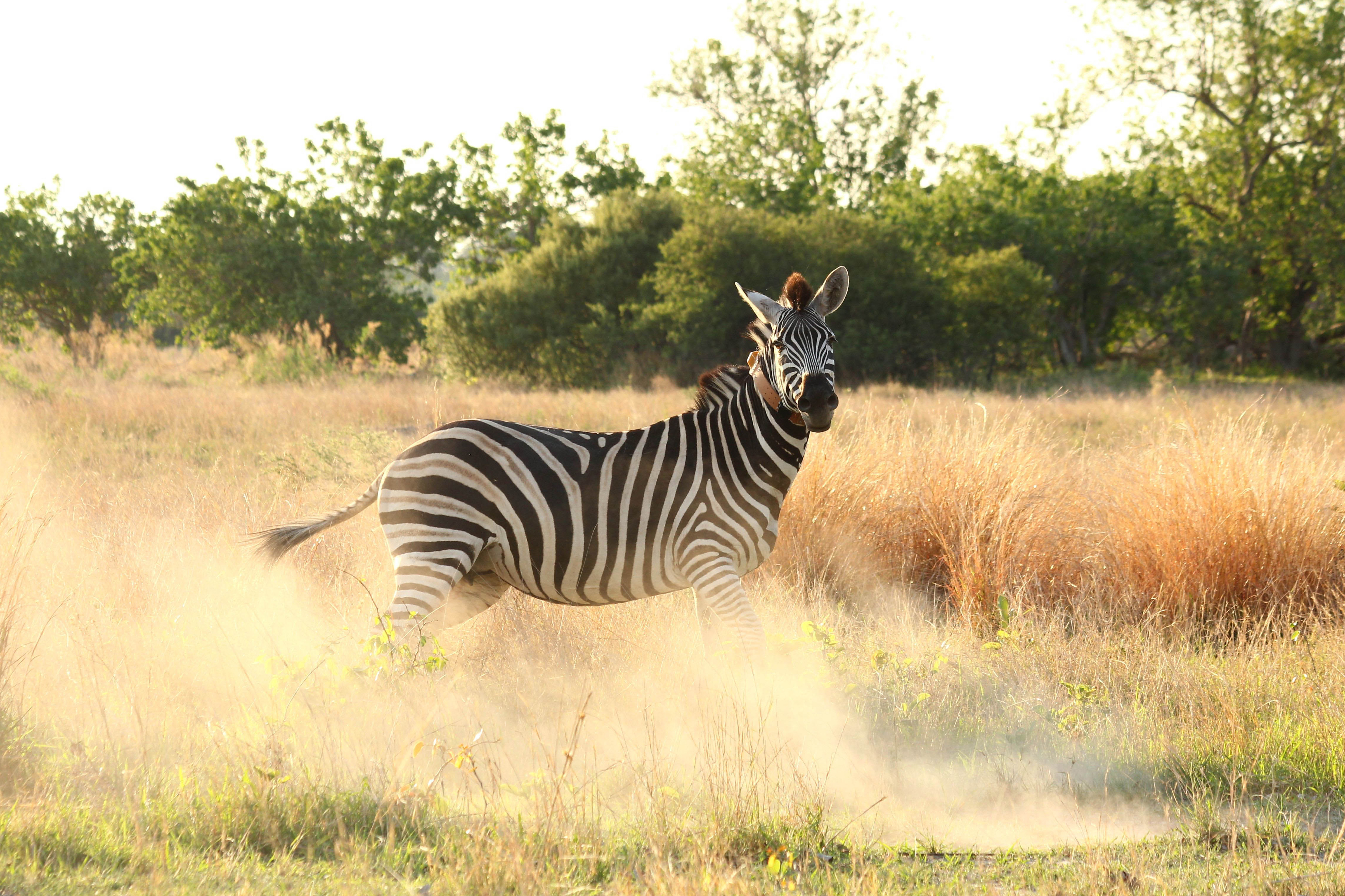 Zebra in the Moremi Game Reserve wearing an RVC tracking collar