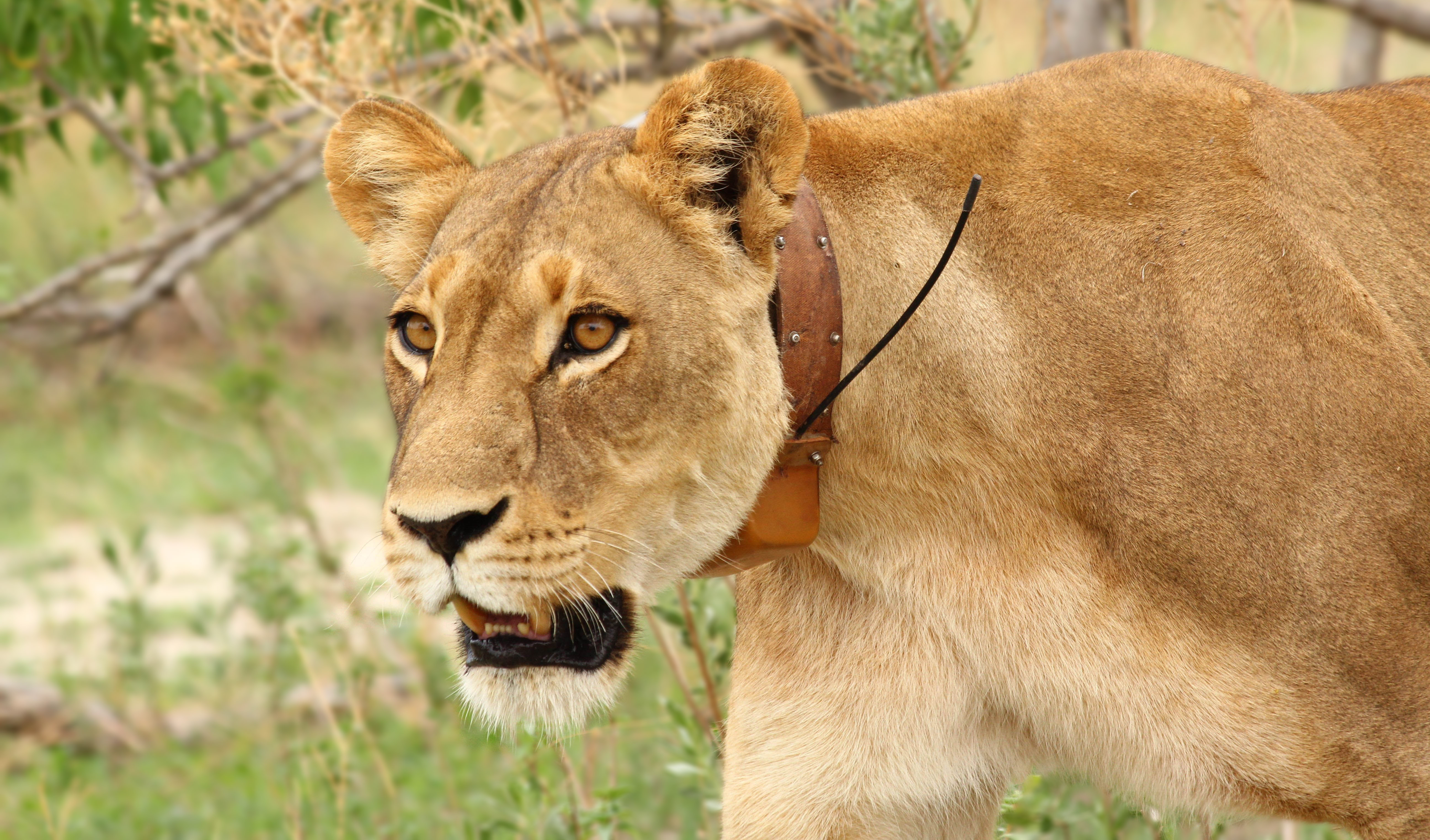 Lion with RVC tracking collar