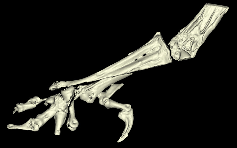 3D reconstruction of the fossil bird's lower leg