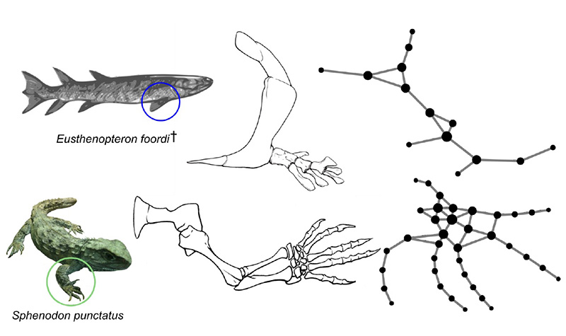 New study explains how fish got their fingers