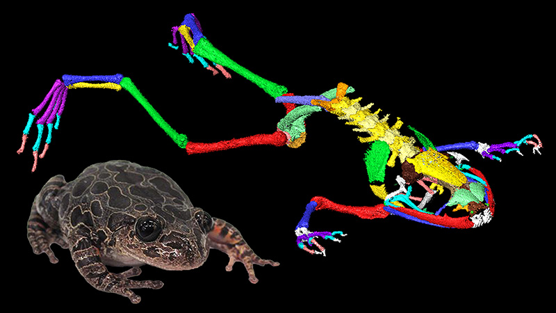 frog and skeleton