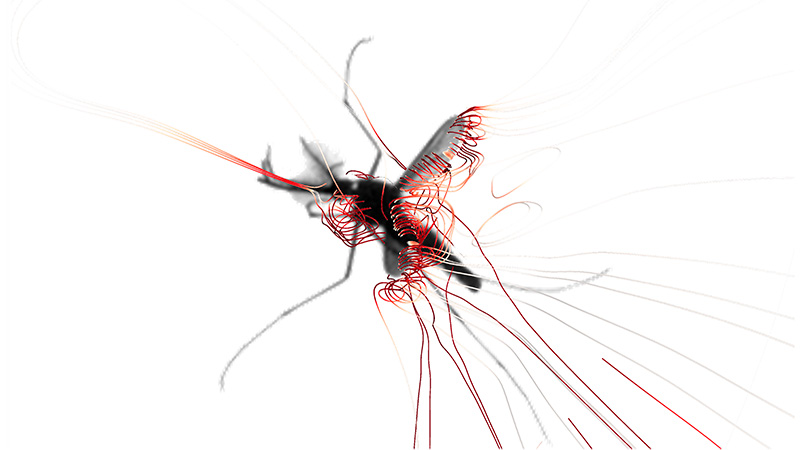 mosquito in flight with lines showing the vortex