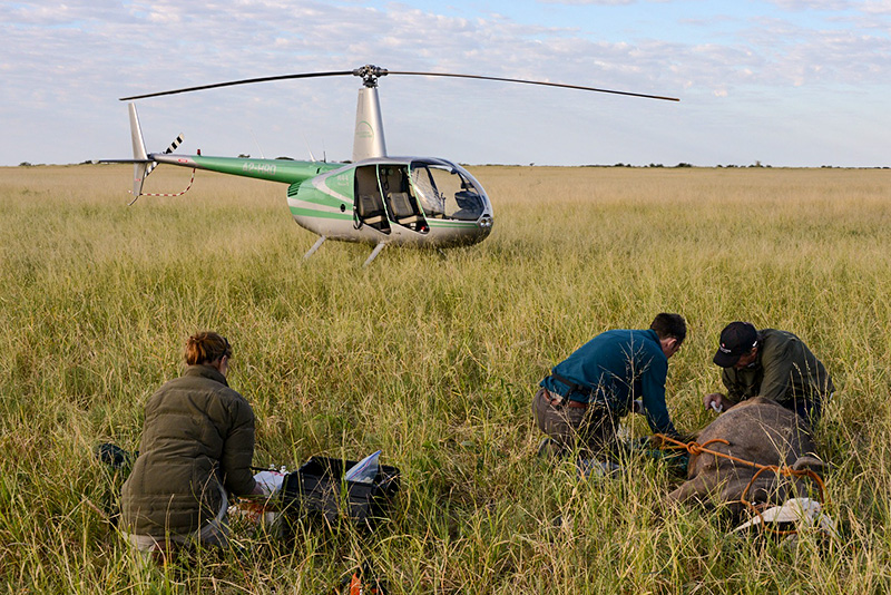 researcher taking muscle biopsy from wildebeest with helicopter in background