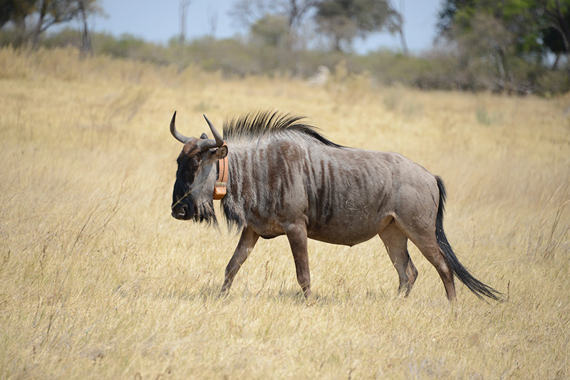 wildebeest in Botswana wearing tracking collar
