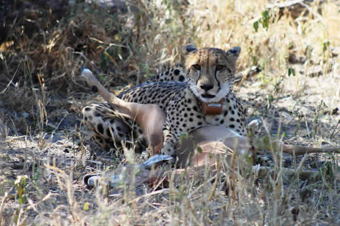 A collared cheetah on an antelope kill