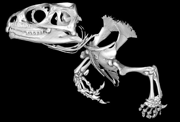 Micro-computed tomography scan of a Tuatara's skull and front legs against a black background