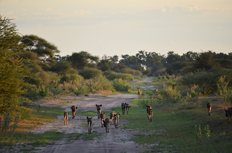 african wild dog being hunted