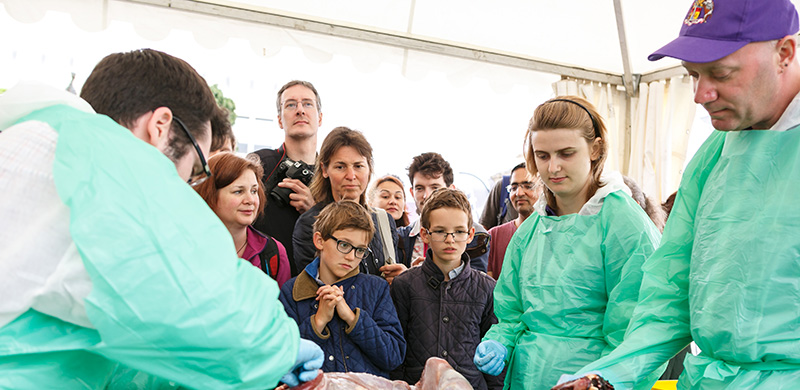 dissection of a cheetah in front of an audience