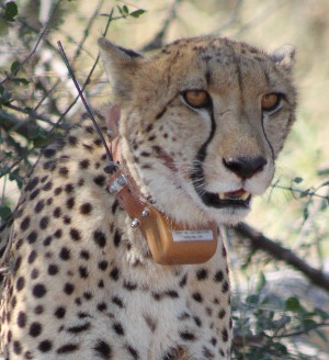 Cheetah wearing RVC tracking collar